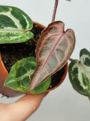 Anthurium Red Crystallinum Variegata