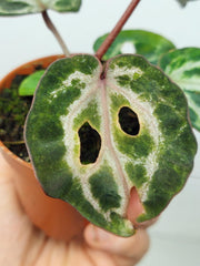 Anthurium Red Crystallinum Variegata