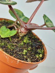 Anthurium Red Crystallinum Variegata