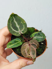 Anthurium Red Crystallinum Variegata