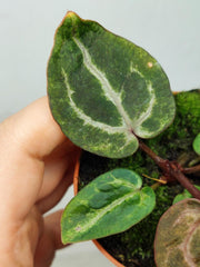 Anthurium Red Crystallinum Variegata