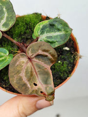 Anthurium Red Crystallinum Variegata