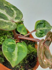 Anthurium Red Crystallinum Variegata