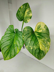 Philodendron Mamei Variegata