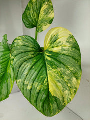 Philodendron Mamei Variegata