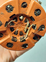 Monstera Electrolight / Electrolyte
