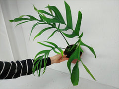 Monstera Croatii