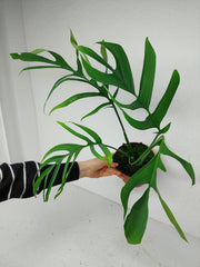 Monstera Croatii