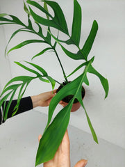 Monstera Croatii