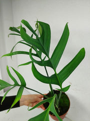 Monstera Croatii