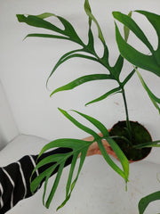 Monstera Croatii