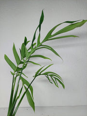 Monstera Croatii