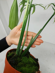 Monstera Croatii