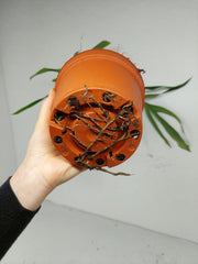 Monstera Croatii