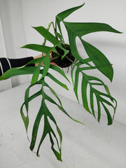 Monstera Croatii