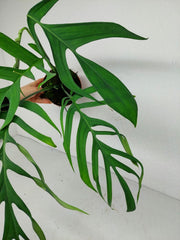 Monstera Croatii
