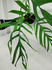 Monstera Croatii