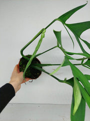 Monstera Croatii
