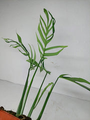Monstera Croatii