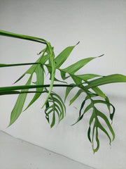 Monstera Croatii