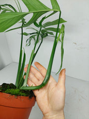 Monstera Croatii