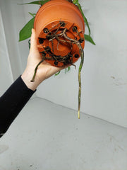 Monstera Croatii
