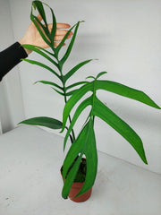 Monstera Croatii