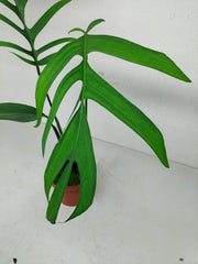 Monstera Croatii