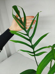 Monstera Croatii