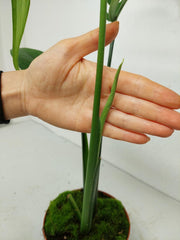 Monstera Croatii