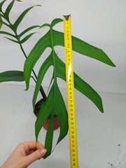 Monstera Croatii