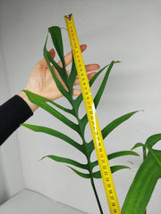 Monstera Croatii