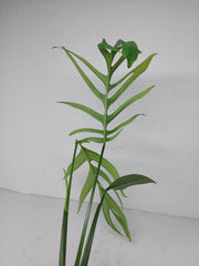Monstera Croatii