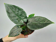 Alocasia Antoro Velvet