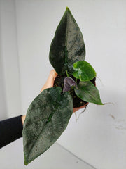 Alocasia Antoro Velvet