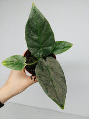 Alocasia Antoro Velvet