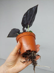 Alocasia Antoro Velvet