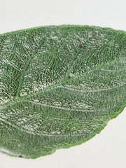 Alocasia Antoro Velvet