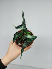 Alocasia Loco