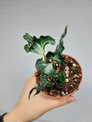 Alocasia Loco