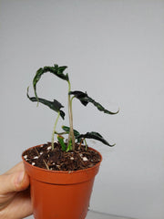 Alocasia Loco