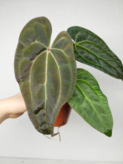 Anthurium Ace of Spades x Crystallinum Hybrid