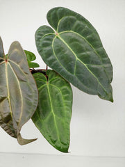 Anthurium Ace of Spades x Crystallinum Hybrid