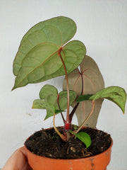 Anthurium Ace of Spades x Crystallinum Hybrid