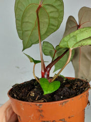 Anthurium Ace of Spades x Crystallinum Hybrid