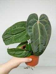 Anthurium Ace of Spades x Crystallinum Hybrid