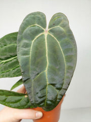 Anthurium Ace of Spades x Crystallinum Hybrid