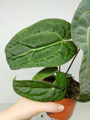 Anthurium Ace of Spades x Crystallinum Hybrid