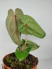 Anthurium Ace of Spades x Crystallinum Hybrid