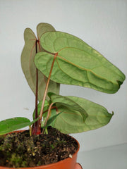 Anthurium Ace of Spades x Crystallinum Hybrid